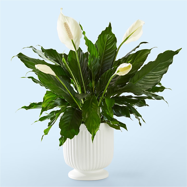 product image for Comfort Planter