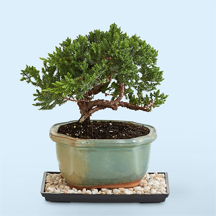 product image for Juniper Bonsai Tree