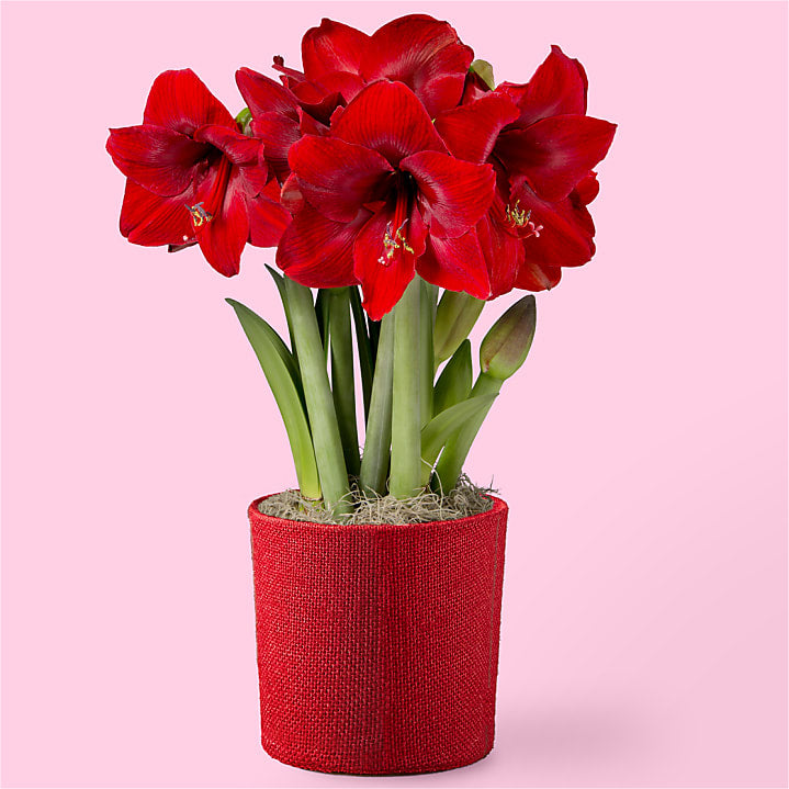 product image for Red Amaryllis Bulb Garden