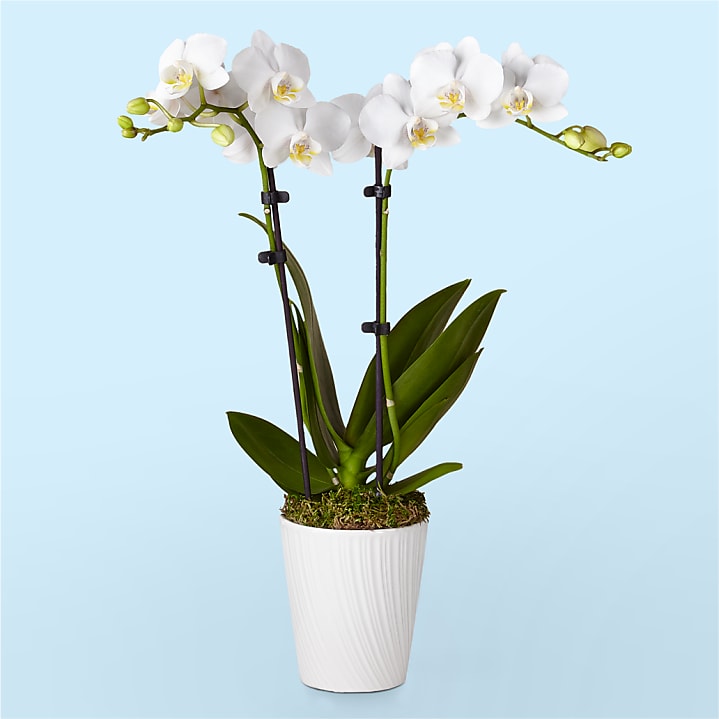 product image for Bliss White Orchid