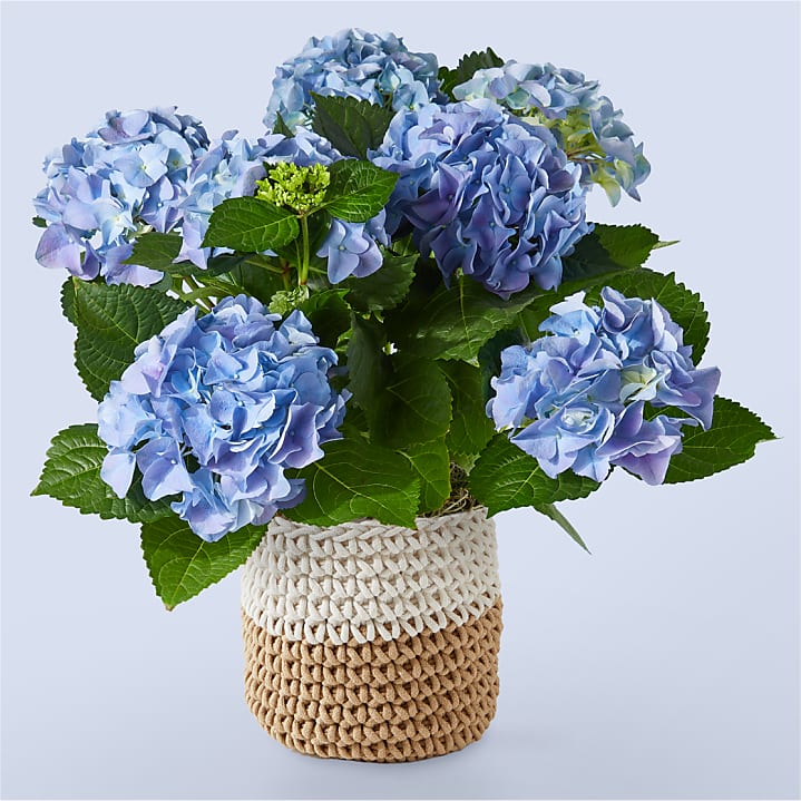 product image for Beyond Blue Hydrangea