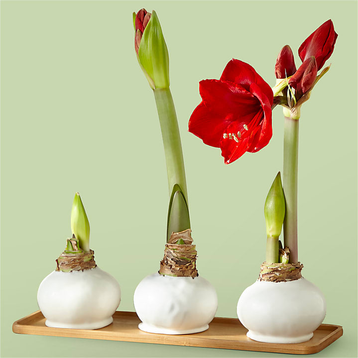 product image for Waxed Bulb Amaryllis Trio