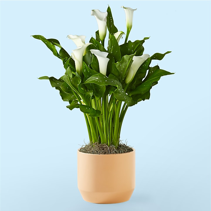 product image for Classic White Calla Lily
