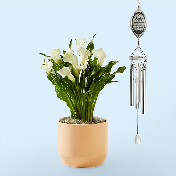 product image for White Calla Lily Thinking of you Bundle