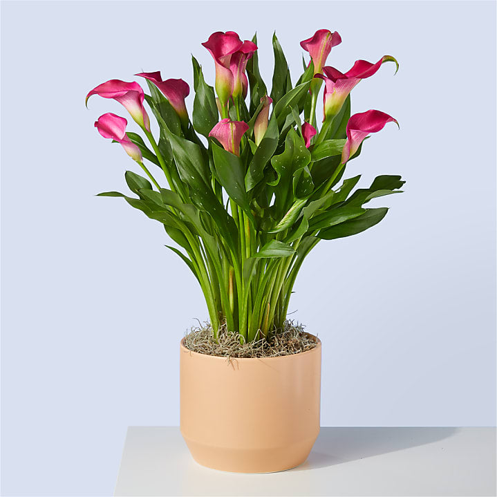 product image for My Darling Pink Calla Lily Plant