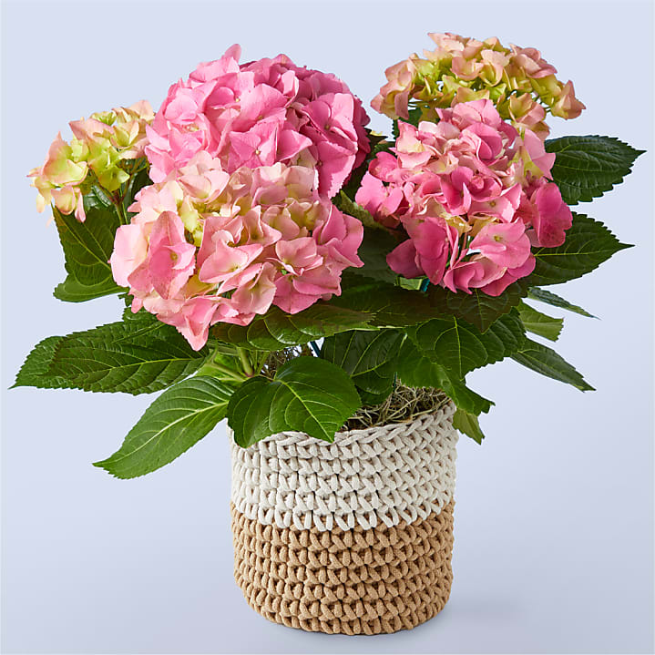 product image for Pink Hydrangea Plant
