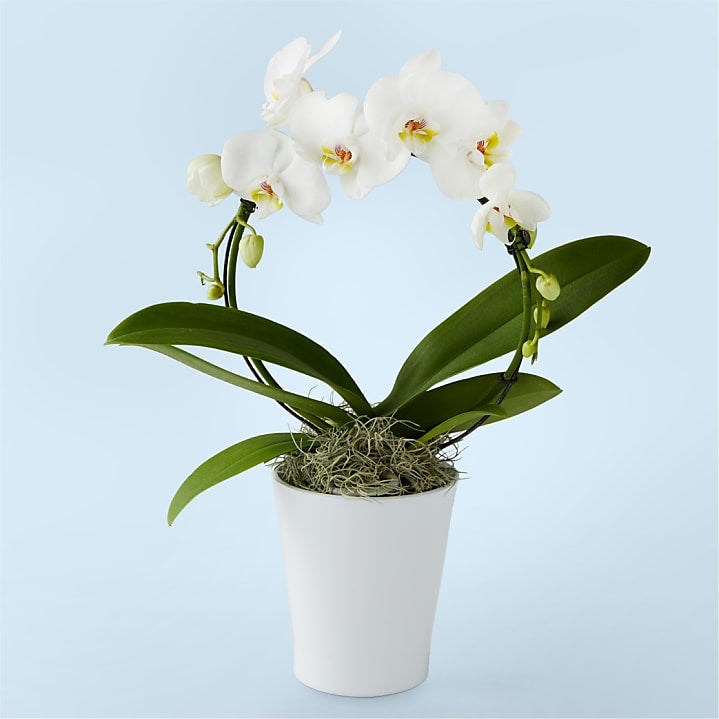 product image for White Hoop Orchid