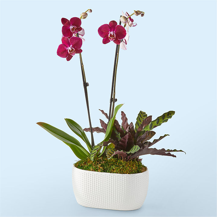 product image for Purple Orchid & Rattlesnake Calathea Garden