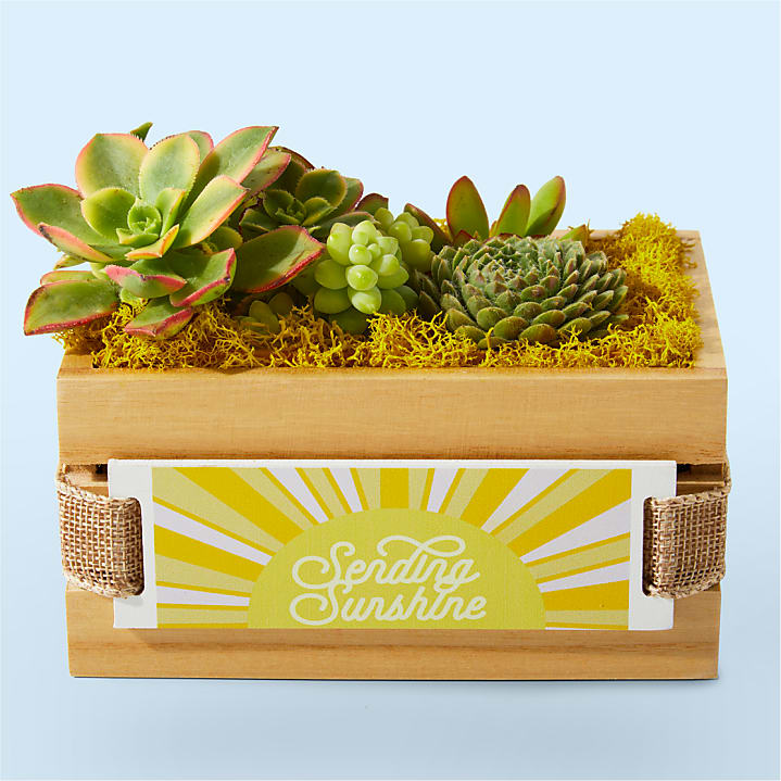 product image for Sending Sunshine Succulent Crate