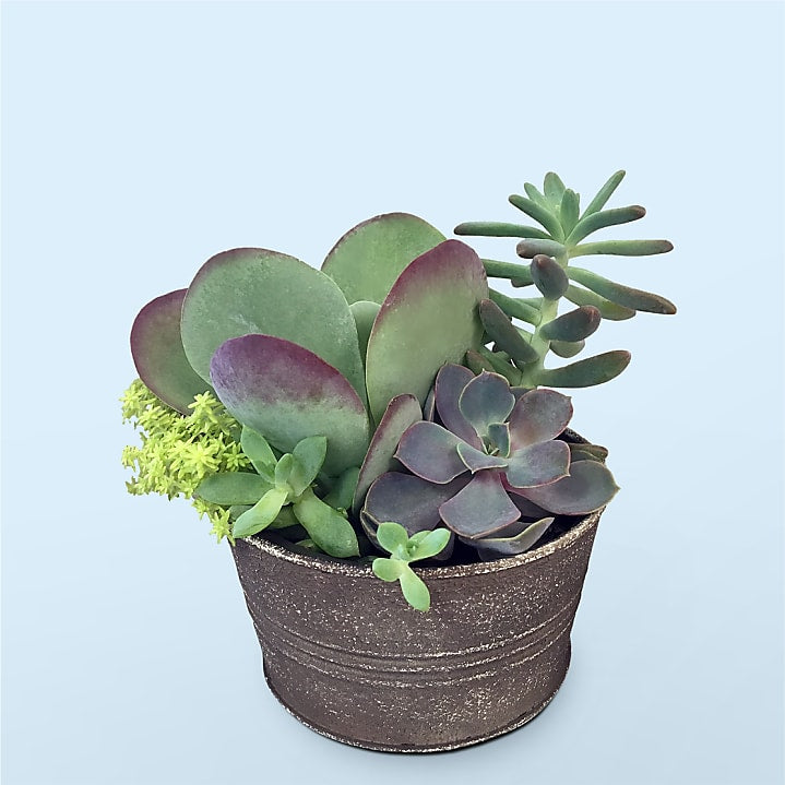product image for Lush Succulent Garden