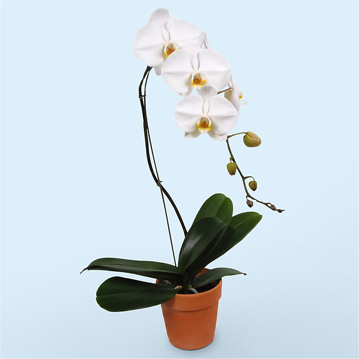 product image for White Cascading Orchid