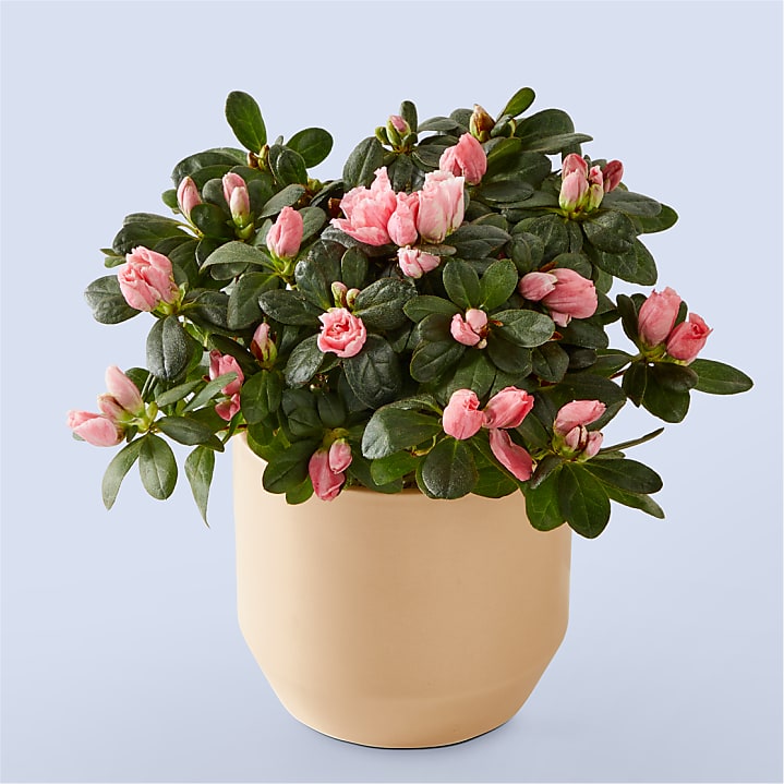 product image for Coral Rosalea Plant