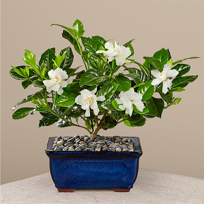 product image for Gardenia Bonsai